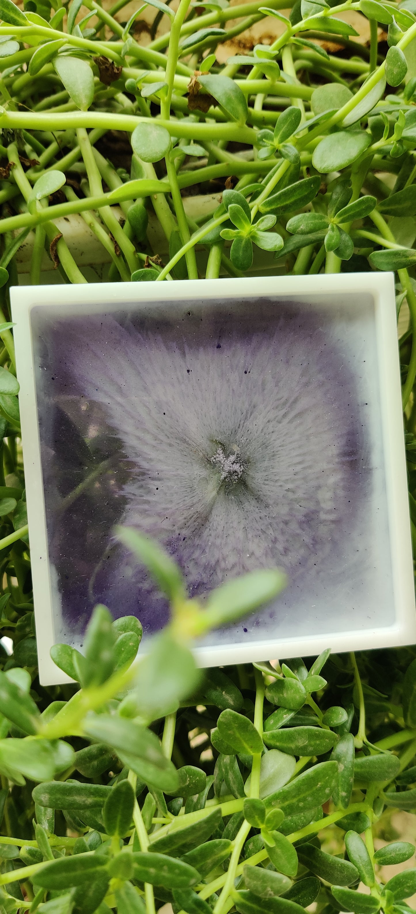 Lilac and White square luxe coasters